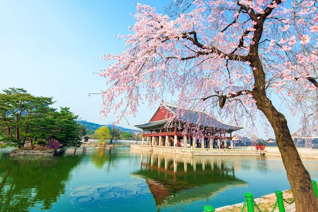 Kostenloses Foto gyeongbokgung-palast mit kirschblüte im frühjahr, korea.