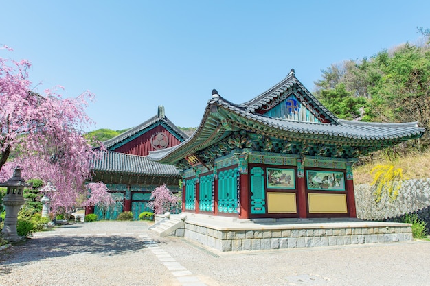 Gyeongbokgung-Palast mit Kirschblüte im Frühjahr, Korea