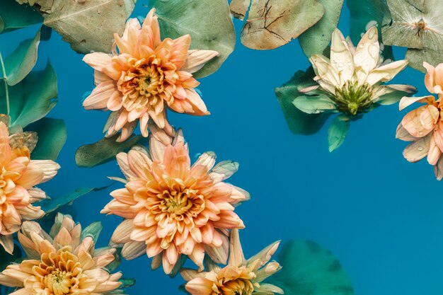 Hellorangefarbene Chrysanthemen der Draufsicht im Blau färbten Wasser