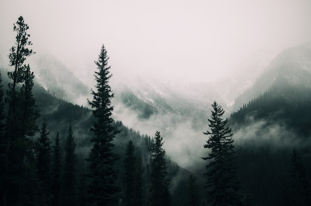 Kostenloses Foto hohe bäume im wald in den bergen mit dem nebel bedeckt