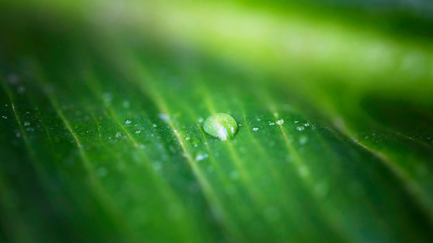 Kostenloses Foto hoher winkel des makrowassertropfens auf der blattoberfläche