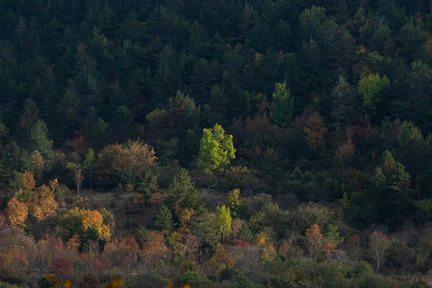 Kostenlose Foto hoher winkelschuss einer schönen ansicht eines waldes im herbst in istrien, kroatien