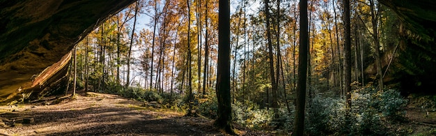 Kostenlose Foto horizontale aufnahme von bäumen und pflanzen in einem wald während des tages