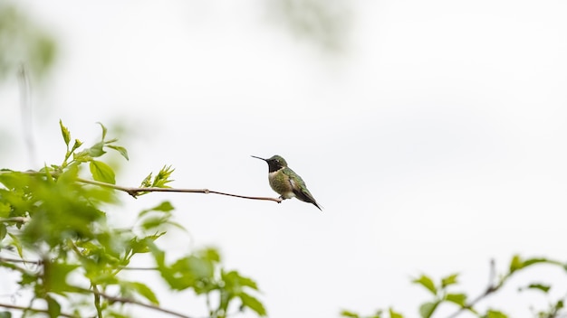 Kostenlose Foto kolibri thront auf einem ast