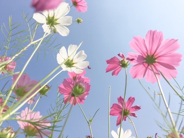 Kostenloses Foto kosmos schönheit blumen