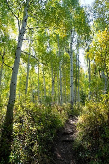 Kostenlose Foto landschaft der us-natur und -vegetation