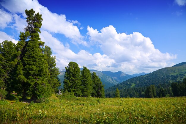 Landschaft mit Wald Berge