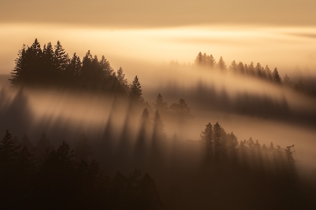 Kostenlose Foto luftaufnahme von hohen fichten unter einem nebligen gelben himmel