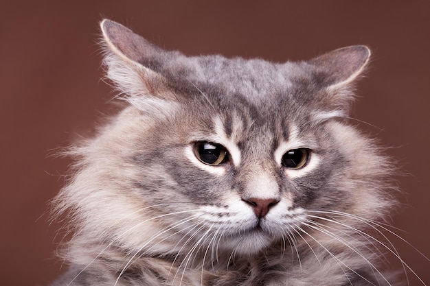 Lustige mürrische Katze im Studio auf braunem Hintergrund. Schließen Sie herauf Foto des Familienhaustiers