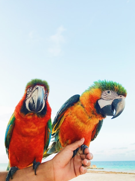 Kostenlose Foto man hält zwei bunte macaw papageien auf dem arm