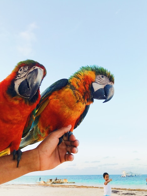 Kostenlose Foto man hält zwei bunte macaw papageien auf dem arm