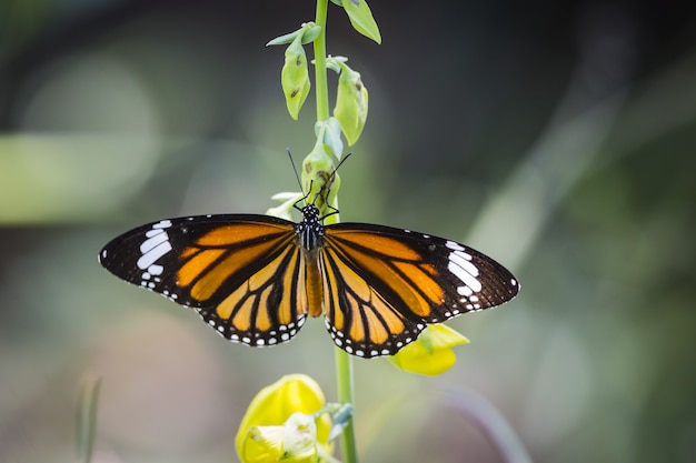 Monarchfalter thront auf gelber Blume