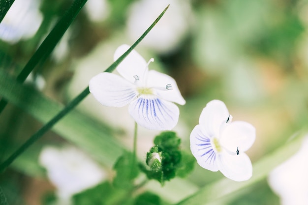 Kostenloses Foto nahaufnahme der blühenden weißen blume