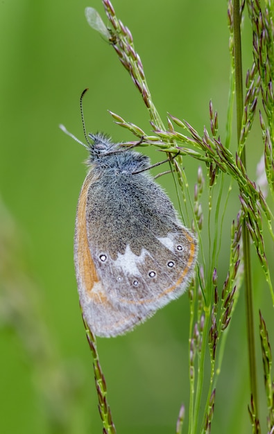 Nahaufnahme des Schmetterlings auf Pflanze