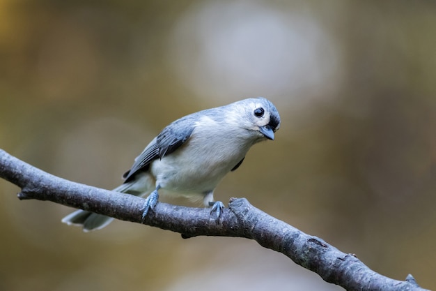 Nahaufnahme eines süßen Vogels, der auf einem Ast sitzt