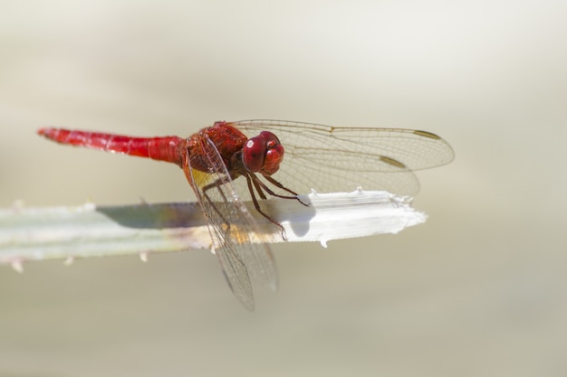 Nahaufnahme von einer roten Libelle