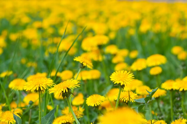 Nahaufnahme von Löwenzahn Wiese