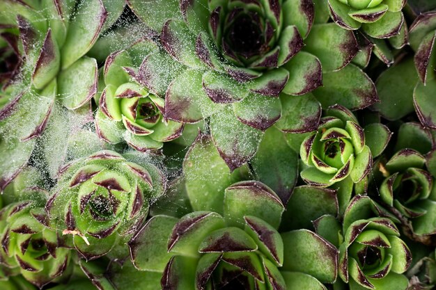 Nahaufnahme von schönen Blumendetails in der Natur