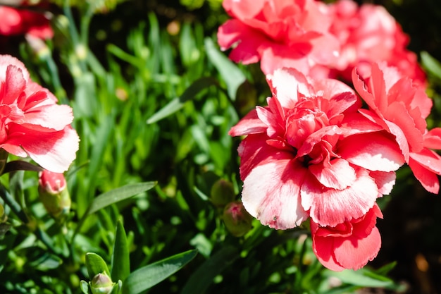 Kostenloses Foto nahaufnahmeaufnahme der schönen rosa nelkenblumen in einem garten