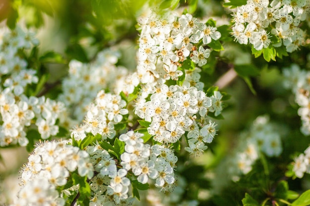 Kostenloses Foto nahaufnahmeaufnahme der weißen blumen an einem sonnigen tag