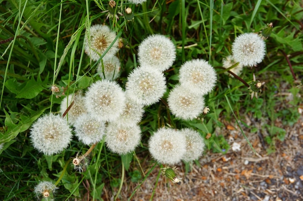 Kostenlose Foto nahaufnahmeaufnahme einer löwenzahnblume mit einem unscharfen hintergrund