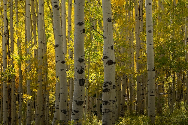 Kostenlose Foto naturansicht der flora und vegetation der usa