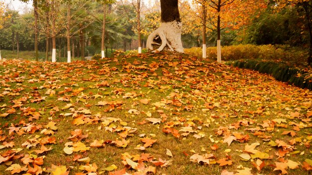 Park mit trockenen Blätter auf dem Boden