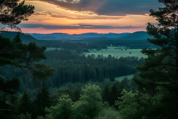 Kostenloses Foto perspektive des wunderschönen baumdachens