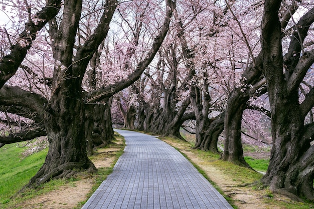 Kostenlose Foto reihe von kirschblütenbaum im frühling, kyoto in japan.