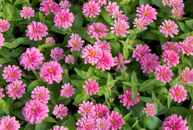 Kostenloses Foto rosa zinnia blumen draufsicht