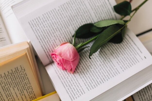 Rose auf geöffnetem Buch