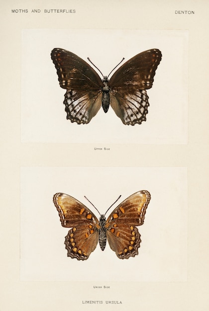 Kostenlose Foto rotfleckiges purpur (limenitis ursula) aus motten und schmetterlingen der vereinigten staaten