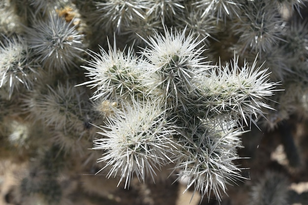 Kostenlose Foto schauen sie sich die stacheln eines cholla-kaktus hautnah an.