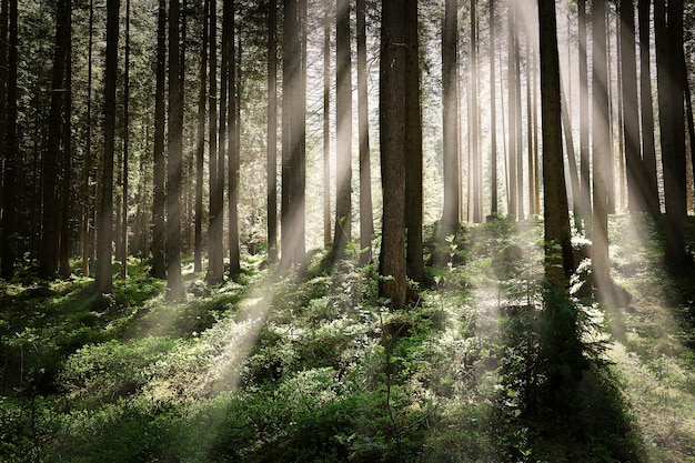 Kostenloses Foto schöne aufnahme eines waldes mit hohen bäumen und leuchtenden sonnenstrahlen