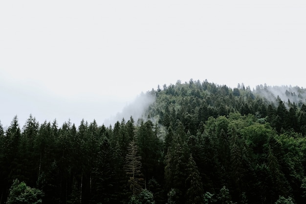 Kostenloses Foto schöne aussicht auf die bäume in einem regenwald im nebligen wetter gefangen