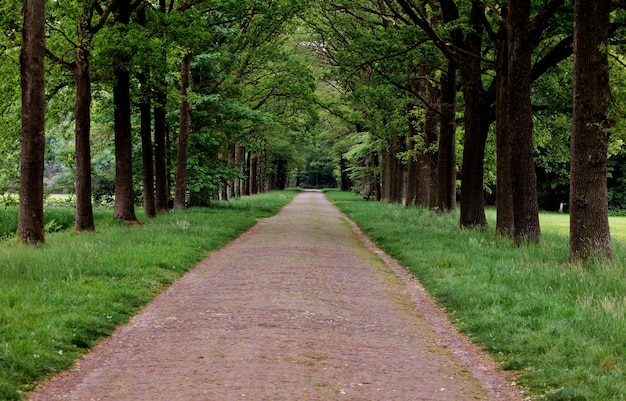 Kostenlose Foto schöne aussicht auf einen weg, umgeben von grünen bäumen in einem park