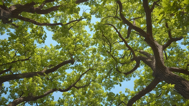 Kostenloses Foto schöne baumkronenperspektive mit naturlandschaft