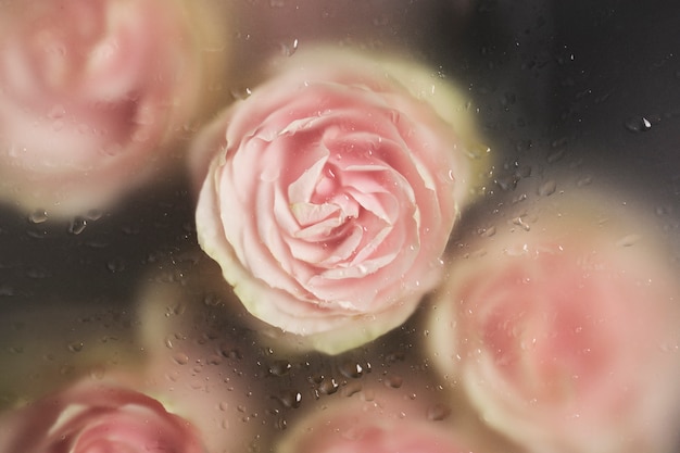 Kostenlose Foto schöne blühende blumen hautnah