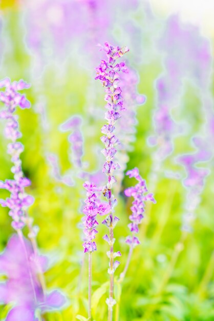 schöne Blume Kraut Pflanze Landschaft