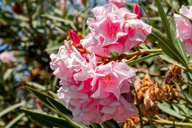 Kostenloses Foto schöne exotische rosa blüten