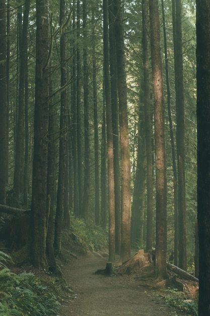 Kostenloses Foto schöne hohe bäume in einem wald