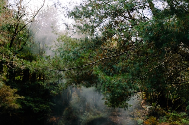 Kostenlose Foto schöne landschaft des dampfes in einem wald mit vielen grünen bäumen