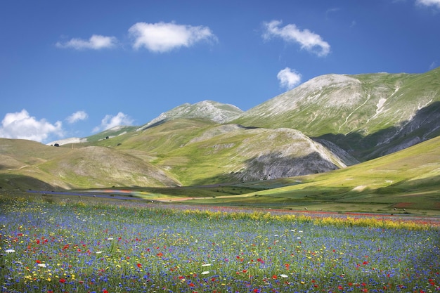 Kostenloses Foto schöne landschaft einer landschaft eines blumenfeldes