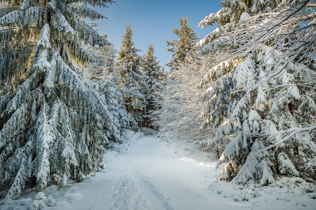 Kostenloses Foto schöne landschaft von fichten bedeckt mit schnee in den hügeln im winter