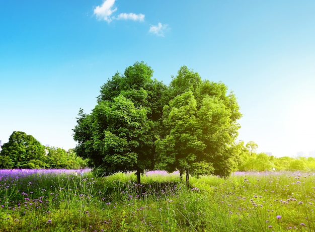 Kostenloses Foto schöne natürliche landschaft