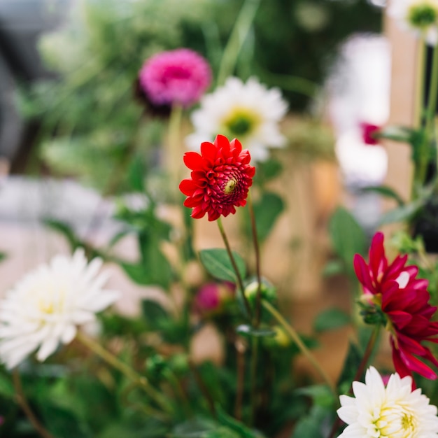 Kostenlose Foto schöne rote und weiße chrysanthemenblumenanlage