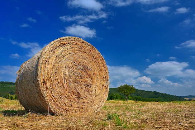 Kostenloses Foto schöne sommerlandschaft landwirtschaftliches feld runde bündel von trockenem gras auf dem feld mit blauem himmel und sonne heuballen heuhaufen