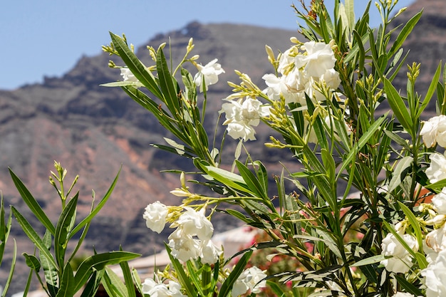 Kostenloses Foto schöne weiße exotische blumen mit unscharfem hintergrund