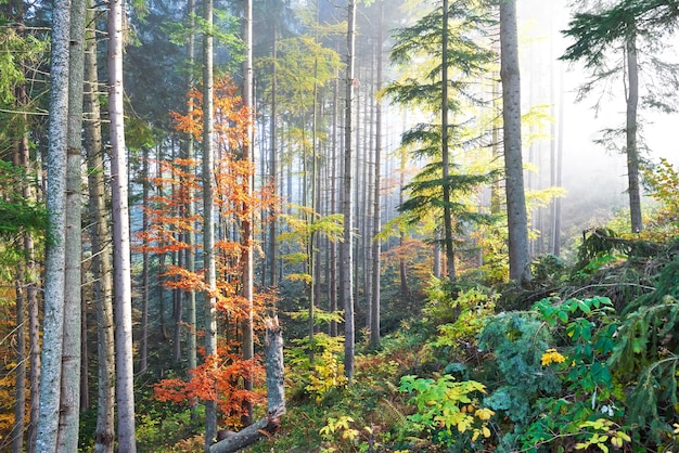 Kostenlose Foto schöner morgen im nebligen herbstwald mit majestätischen farbigen bäumen.