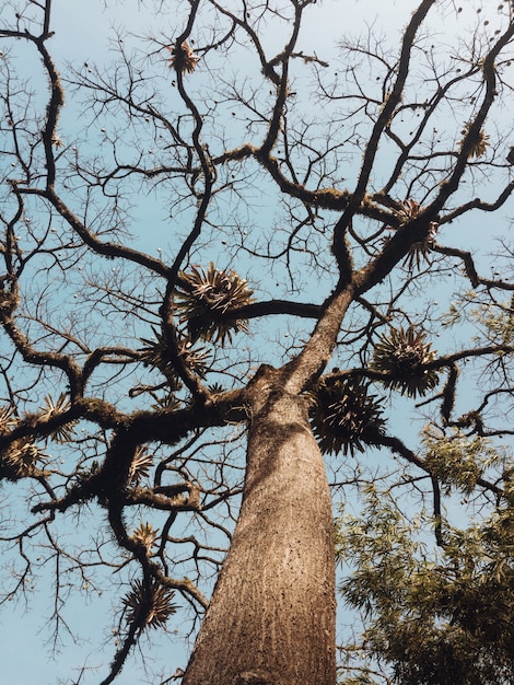 Schöner niedriger Winkelschuss eines Baumes mit langen kurvigen Zweigen und einem klaren blauen Himmel